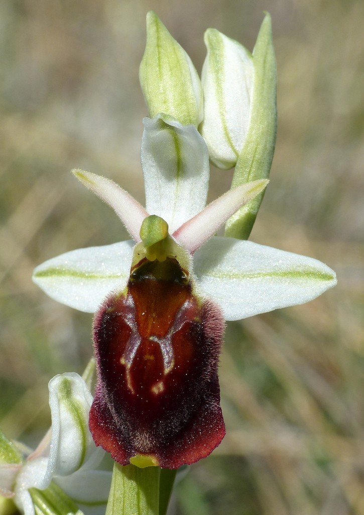 Ophrys crabronifera nellAbruzzo aquilano - aprile  2022.